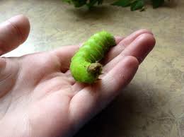 The larvae (caterpillars) are also green. Luna Or Polyphemus Caterpillar Antheraea Polyphemus Bugguide Net