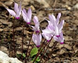 Image result for Primulaceae