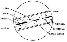 The root of the hair is made up of protein cells and. Fbi Deedrick Forensic Science Communications January 2004