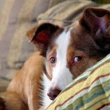 Epingle Sur Soins Animaux
