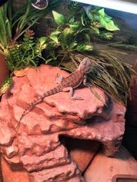 Perrie edwards revealed geri horner sent her flowers and a handwritten note, thanking her for giving a shout out to the spice girls during little mix's brit win. Aquarium Simulation Crawling Turtle Reptile Basking Hide Out Bearded Dragon Accessories Popetpop Turtle Basking Platform Reptile Hide Cave Pet Supplies Mishavig Aquarium Decor