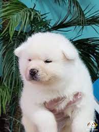 beyaz akita inu yavrumuz beyaz akita inu yavrumuz kopek kopekseverler kopeksahiplendirme kopekyavrusu evcilhayvan evcil hayvanlar yavru kopek kopek