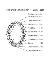 15 Bright Pediatric Tooth Chart Letters