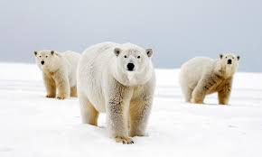 why do polar bears have white fur and nine other polar bear