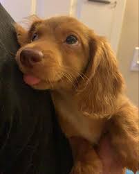 Andrew On Twitter In 2020 Cute Funny Animals Cute Dogs And Puppies Cute Animals