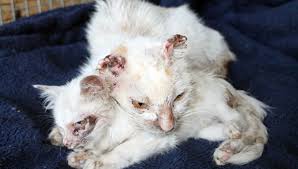 Kulaklari Kesilmis 2 Kedi Bulundu