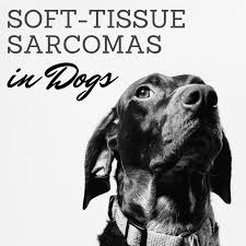 The untreated dog lived a significantly shorter time while the treated dog lived significantly longer. Canine Soft Tissue Sarcomas In Dogs Pethelpful