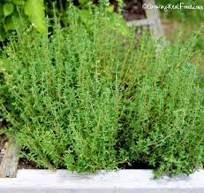 Harvest thyme just before the plant flowers for the best flavor. Growing And Harvesting Thyme Growing Real Food