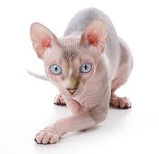 sphynx chat sans poil image chat chaton sphynx