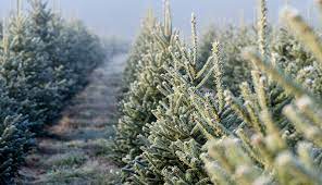 How To Start A Christmas Tree Farm For Profit - Hobby Farms