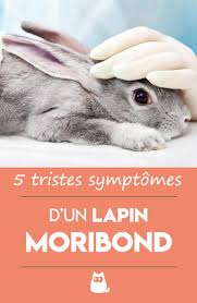 Epingle Sur Lapin Et Lapin Nain