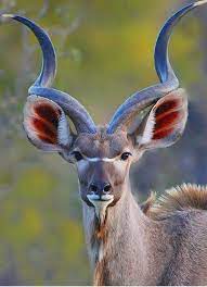 Beautiful Kudu Bull Similar To An Impala Or An Antelope Album On Imgur Animals Nature Animals Cute Animals