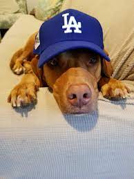 I Love Dodger Dogs Dodgers Dodgers Gear Dodger Dog