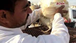 جولة قصيرة في حراج الطيور بعنيزة youtube