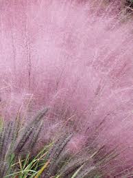 With a very busy gravel road that ran past our house i needed to be outside when the kids were playing to make sure that they. Tall Perennial Grasses Zone 3 Wow Com Image Results Muhlenbergia Capillaris Muhly Grass Pink Muhly Grass
