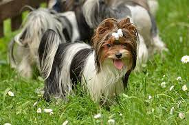 Use the tabs below to explore trollope's books and characters and the relationships between them. Biewer Terrier Dog Breed Information American Kennel Club