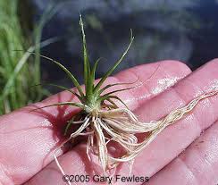 Image result for Eriocaulon