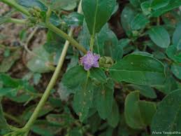 Image result for Zaleya