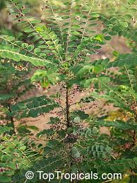 Image result for Phyllanthus