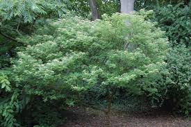 Image result for Zanthoxylum