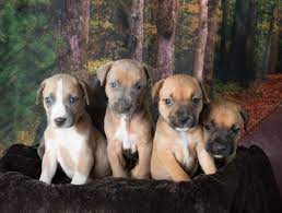Waggin tails animal rescue is a labour of love which maddi and beck made possible by their dedicated team of foster carers, volunteers and transport. Pets For Adoption At Wagging Tails Rescue In Henderson Nv Petfinder