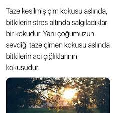 Bende Cok Seviyorum Ama Sevmemeliyim Bilgi Bilgi Alintilari Biliyor Muydunuz