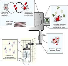 #legionella is one of the most significant sources of waterborne disease outbreaks in the us and investigations by the cdc indicate that many cases. Frontiers Acanthamoeba And Dictyostelium As Cellular Models For Legionella Infection Cellular And Infection Microbiology