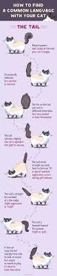 How to know if your cat is happy. What Are The Best Ways To Let Your Cat Know You Love Them Quora