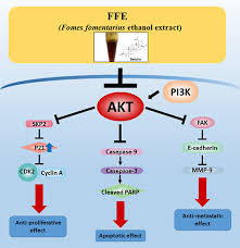 Image result for Ptycholobium contortum