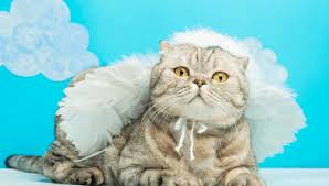 And whatsoever he doeth shall prosper. Do Cats Go To Heaven My British Shorthair