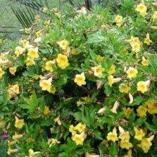 Jual tanaman hias terdekat bibit bunga adenium black amarlylls size a hidup hidup murah #pusatadeni. 61 Tanaman Merambat Ideas Plants Vines Flowers