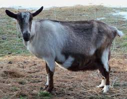 Miniature goats) فمدة الحمل لديه تكون 145 يوماً، أما الماعز ذي الحجم العادي (بالإنجليزية: ÙƒÙŠÙÙŠØ© Ø¥Ø·Ø¹Ø§Ù… Ø§Ù„Ù…Ø§Ø¹Ø² Ø§Ù„Ø­Ø§Ù…Ù„ Ù…Ù„Ø§Ù…Ø­ Ø§Ù„Ù†Ø¸Ø§Ù… Ø§Ù„ØºØ°Ø§Ø¦ÙŠ Ù‚Ø¨Ù„ Ø§Ù„Ø­Ù…Ù„ ÙˆØ¨Ø¹Ø¯Ù‡