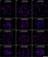 Image result for Cynodon incompletus