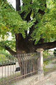 Enjoy the videos and music you love, upload original content, and share it all with friends, family, and the world on youtube. Ginkgo Im Botanischen Garten In Jena Thuringen Deutschland