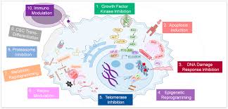 Image result for Targeted Cancer Therapy