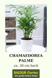 Chamaedorea Palme 1a Qualitat Baldur Garten In 2020 Zimmerpflanzen Pflanzen Grune Zimmerpflanzen
