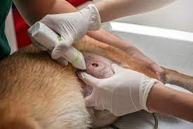 This infection needs urgent medical this all depends: What To Do When Your Dog Has An Open Wound Our Fit Pets