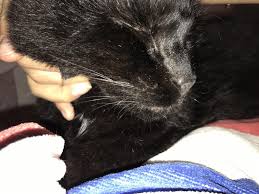 My cat was vomiting a lot this morning, first food, then bile/foam, then it had some blood in it (i think from throwing up so much). Hello My Cat Is 16 And He Is Drooling Dribbling Quite A Lot He Has Lost A Tooth And I Think Another Tooth May Be On It S Way Out Is Petcoach