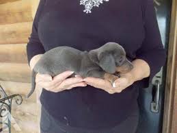 Puppies for sale, teacup, tiny toy and miniature puppies for adoption and rescue from iowa, ia. Blue Mini Dachshund For Sale Petsidi