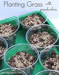 How To Grow Grass Seed In A Cup Pre K Pages Growing Grass Plant Lessons Plants Lesson Plans