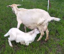 Olx provides the best free online classified advertising in india. Goats For Sale Kopf Canyon Anorak Kid Male Idaho Troy