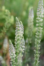 Image result for Resedaceae