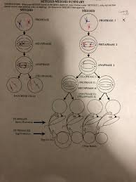 April 5, 2017 at 3:47 pm. Meiosis Phases Worksheet Answers