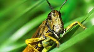 Unlike grasshoppers, grasshoppers have the ability to fly and will do so in the summer and early fall to. How To Get Rid Of Grasshoppers In Your Garden Homestead Acres
