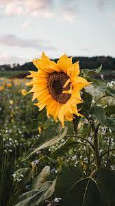 Sunflower Sunflower Wallpaper Sunflowers Background Beautiful Wallpapers Backgrounds