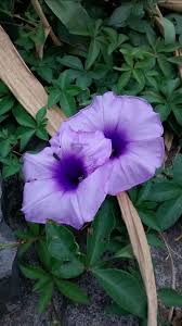Image result for Ipomoea cairica
