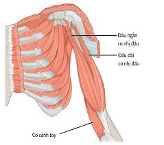 Try labeling diagrams and worksheets as additional learning aids. File 1120 Muscles That Move The Forearm Humerus Flex Sin Png Wikimedia Commons