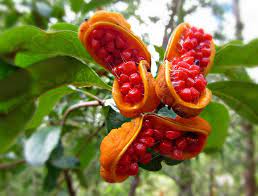 Pictures and descriptions of 73 exotic fruits from around the world. Unusual Fruit Pittosporum Rubigosum Explored Beautiful Fruits Fruit And Veg Fruit