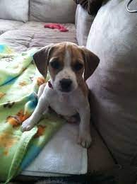 Okay, this one is just for fun. Pin On Dogs