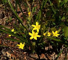 Image result for Hypoxis urceolata
